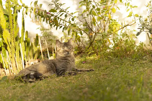 Cute Cat lying in the shade on the grass resting with his eyes closed. European common cat in the garden.