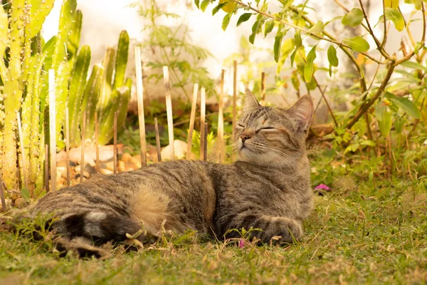 Cute sleepy cat lying on the grass in the garden relaxing with his eyes closed. Common European cat also known as Celtic cat. Popular domestic felines.
