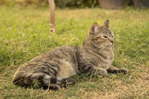 Kedi çimlere uzanıp dinleniyor. Kelt Kedi olarak da bilinen Avrupa Yaygın Kedisi. Evde kalmayı seven uysal kediler. Evcil kedi..