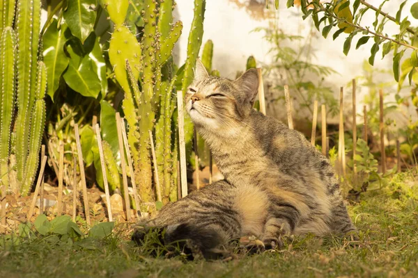 Γάτα Που Βρίσκεται Στη Σκιά Στο Γρασίδι Ενός Κήπου Κλίνει Φωτογραφία Αρχείου