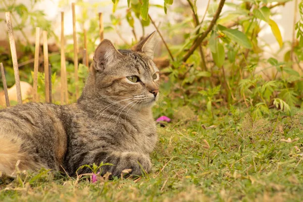 Běžná Evropská Krátkosrstá Kočka Ležící Trávě Zahradě Pozorující Okolí Také Royalty Free Stock Obrázky