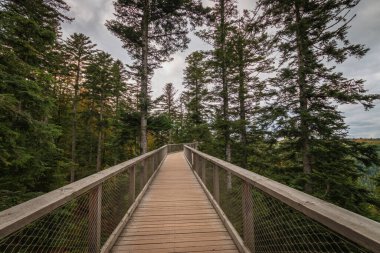 Forest path and trail of the treetop path called Baumwipfelpfad Schwarzwald at Black Forest, Germany