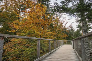 Forest path and trail of the treetop path called Baumwipfelpfad Schwarzwald at Black Forest, Germany