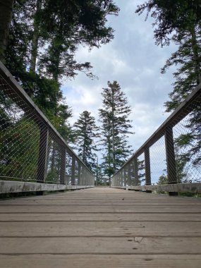 Forest path and trail of the treetop path called Baumwipfelpfad Schwarzwald at Black Forest, Germany