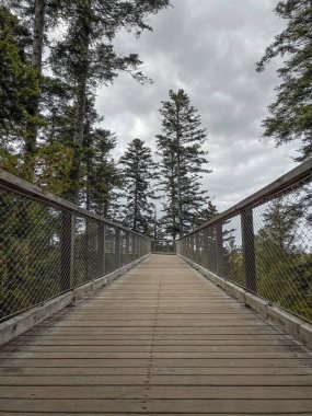 Forest path and trail of the treetop path called Baumwipfelpfad Schwarzwald at Black Forest, Germany