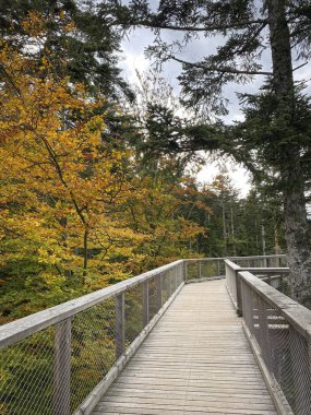 Forest path and trail of the treetop path called Baumwipfelpfad Schwarzwald at Black Forest, Germany
