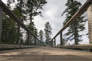 Forest path and trail of the treetop path called Baumwipfelpfad Schwarzwald at Black Forest, Germany