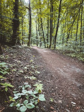 Hinking path at Lennebergwald forest in Germany in summer