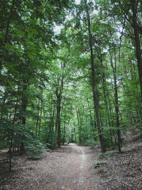 Hinking path at Lennebergwald forest in Germany in summer