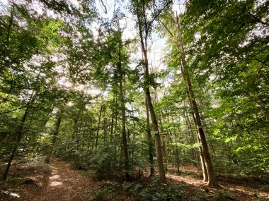 Hinking path at Lennebergwald forest in Germany in summer
