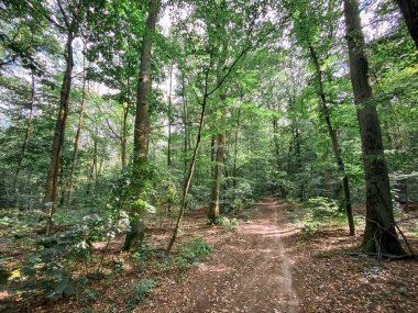 Hinking path at Lennebergwald forest in Germany in summer