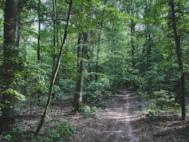 Hinking path at Lennebergwald forest in Germany in summer