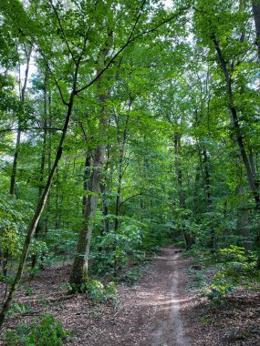 Hinking path at Lennebergwald forest in Germany in summer
