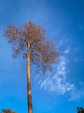 Low angle view of pine treetops at Lennebergwald, Germany against blue sky in summer