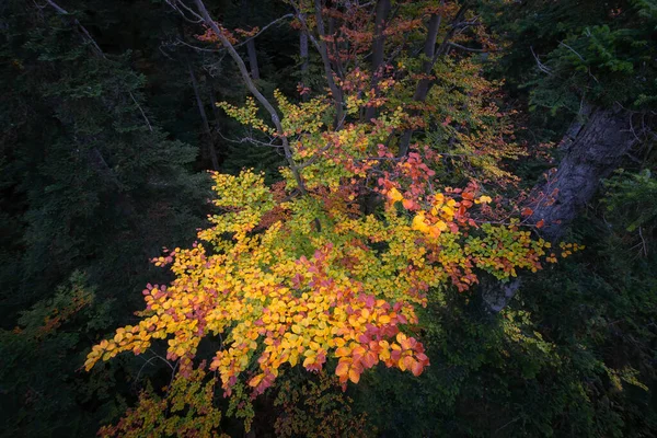 Lush foliage of a beech tree in beautiful autum colors