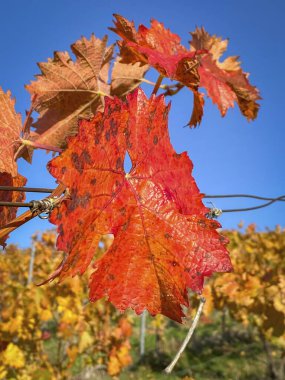 Sonbaharda mavi gökyüzüne ve sarı sarmaşıklara karşı güzel kırmızı asma yaprakları. Parlak güneş ışığı. Sonbahar doğal arka planı.