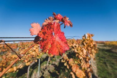 Sonbaharda mavi gökyüzüne ve sarı sarmaşıklara karşı güzel kırmızı asma yaprakları. Parlak güneş ışığı. Sonbahar doğal arka planı.