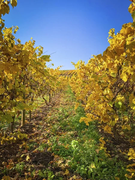 Laag Uitzicht Wijngaard Prachtige Gele Herfstkleuren Regio Rijn Hessen Duitsland — Stockfoto
