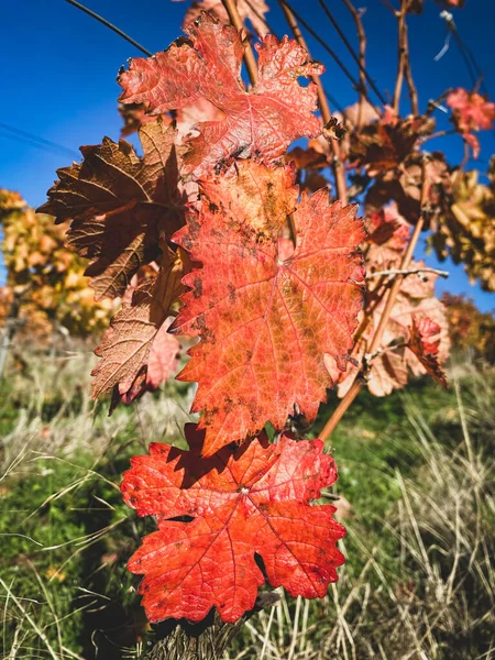 Belas Folhas Vivas Vermelhas Fecham Outono Contra Céu Azul Videiras — Fotografia de Stock