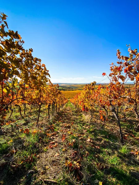 秋には黄色と金色の葉が変化するブドウ畑の列を見下ろす 美しいライン ヘッセの伝統的な田舎と風景 青い空に対するドイツ — ストック写真