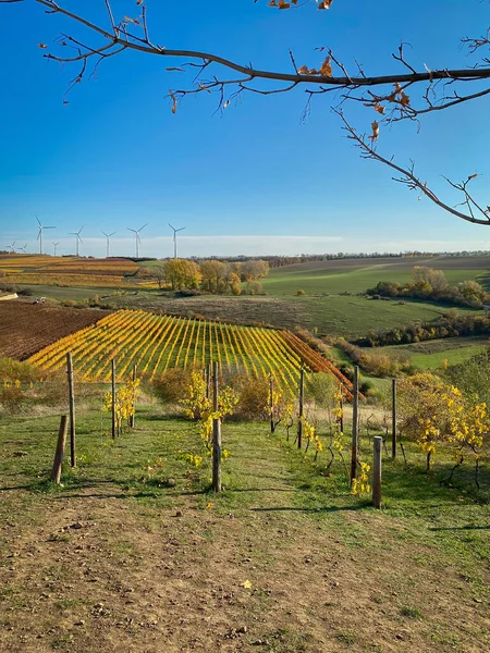 Wijngaard Rijen Met Wisselende Gele Gouden Bladeren Herfst Traditionele Platteland — Stockfoto
