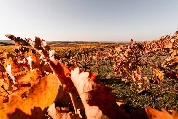 Vista Panorâmica Das Vinhas Castanhas Coloridas Outono Perto Flonheim Rhine — Fotografia de Stock