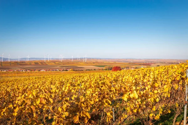 Panoramisch Uitzicht Herfst Gekleurde Gele Wijngaarden Bij Flonheim Rijn Hessen — Stockfoto