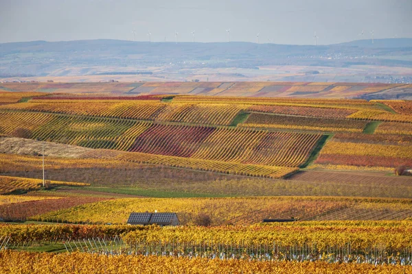 Красивый Вид Осенних Окрашенных Желтый Коричневый Цвета Виноградников Недалеко Флонда — стоковое фото