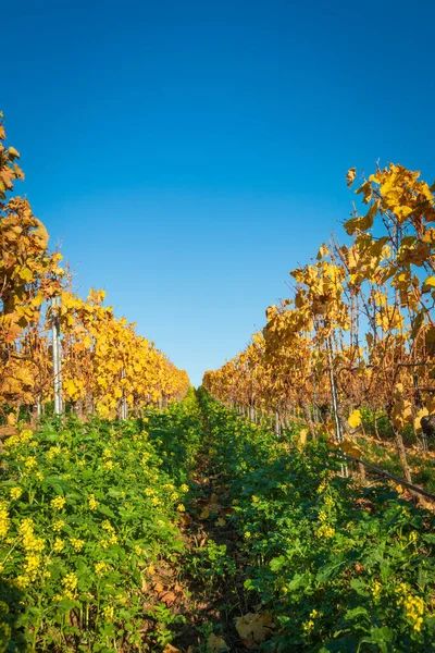 Wijngaard Rijen Met Wisselende Gele Gouden Bladeren Met Koolzaad Grond — Stockfoto