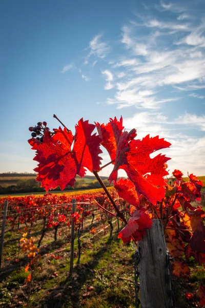 Beautiful Vine Leaves Bright Red Blue Sky Clouds Sun Backlight — Stock Photo, Image