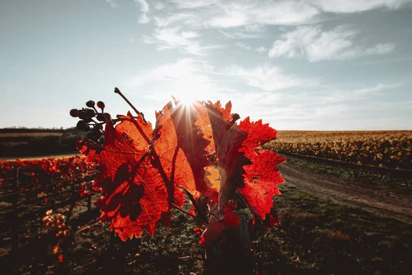 stock image Beautiful vine leaves in bright red against blue sky with clouds and sun in star shape. Backlight. Autumn colors natural background.