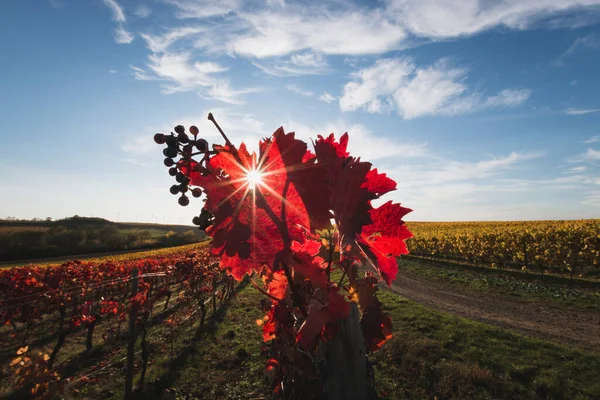 stock image Beautiful vine leaves in bright red against blue sky with clouds and sun in star shape. Backlight. Autumn colors natural background.