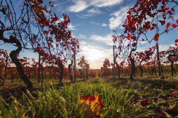 Vista Baixo Ângulo Fileiras Vinhas Com Folhas Vermelhas Mudança Outono — Fotografia de Stock