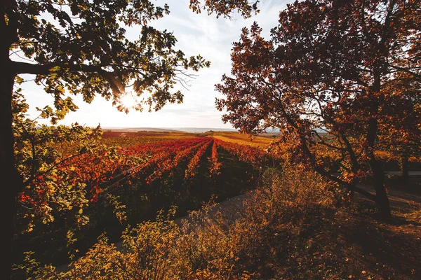 Vista Panorâmica Das Vinhas Amarelas Vermelhas Coloridas Outono Perto Flonheim — Fotografia de Stock