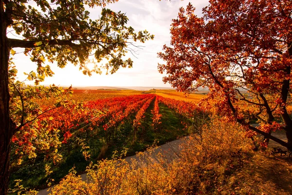 德国莱茵河畔弗隆海姆附近秋天五颜六色的黄色和红色葡萄园沿着远足小径 Hiwweltour Aulheimer Tal 的景观 — 图库照片