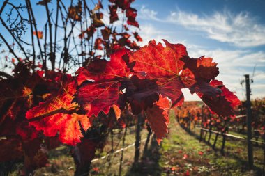 Güzel sarmaşık yapraklarının yakın planında parlak kırmızı bulutlar ve güneş ile mavi gökyüzüne karşı. Arka ışık. Sonbahar renkleri doğal arkaplan.