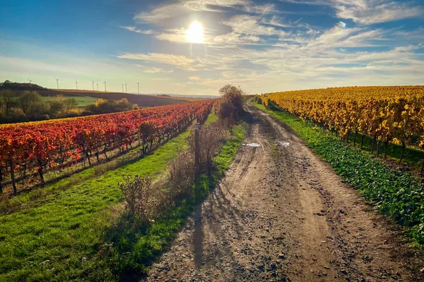 stock image Vineyard rows with changing yellow and red leaves in autumn, traditional viticultural countryside and landscapes of beautiful Rhine Hesse, Germany along hiking trail 