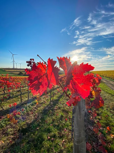 Prachtige Wijnstok Bladeren Fel Rood Tegen Blauwe Lucht Met Wolken — Stockfoto