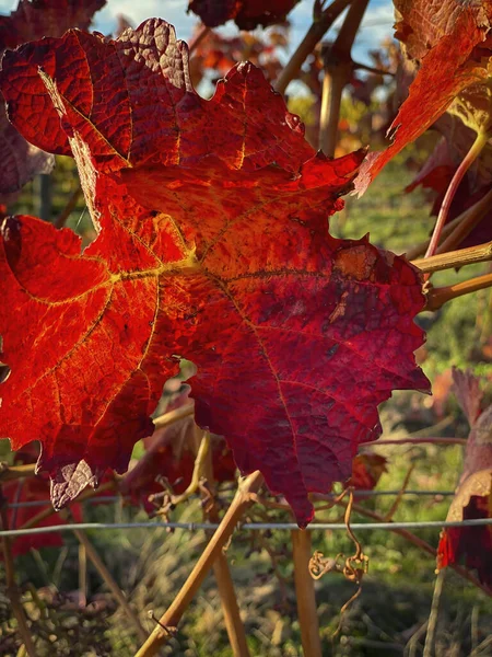 Κοντινό Πλάνο Αμπελόφυλλων Έντονο Κόκκινο Χρώμα Φθινόπωρο Χρώματα Φυσικό Φόντο — Φωτογραφία Αρχείου
