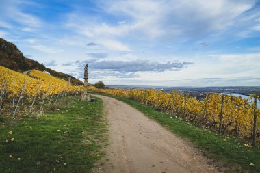 Güz mevsiminde Almanya 'nın Ren Nehri boyunca uzanan sarı üzüm bağlarından geçen patika, bulutlu mavi gökyüzüne karşı.