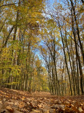 Sonbahar orman manzarası. Ağaçların arasından geçen yol. Yerde yemyeşil yapraklar var.