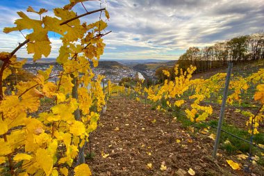 Niederwald Anıtı yakınlarındaki Ren Nehri, Bingen ve Rheinhessen manzarası, sarı sonbahar renklerinde üzüm bağıyla Almanya