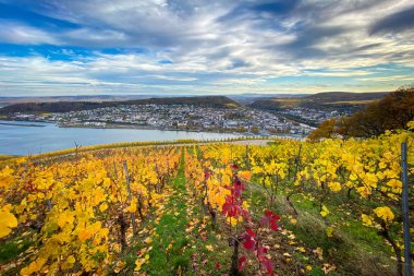 Niederwald Anıtı yakınlarındaki Ren Nehri, Bingen ve Rheinhessen manzaralı, Almanya 'da sarı ve kırmızı sonbahar renklerinde üzüm bağları