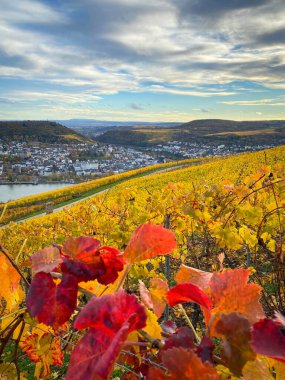 Niederwald Anıtı yakınlarındaki Ren Nehri, Bingen ve Rheinhessen manzaralı, Almanya 'da sarı ve kırmızı sonbahar renklerinde üzüm bağları