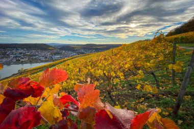 Niederwald Anıtı yakınlarındaki Ren Nehri, Bingen ve Rheinhessen manzaralı, Almanya 'da sarı ve kırmızı sonbahar renklerinde üzüm bağları