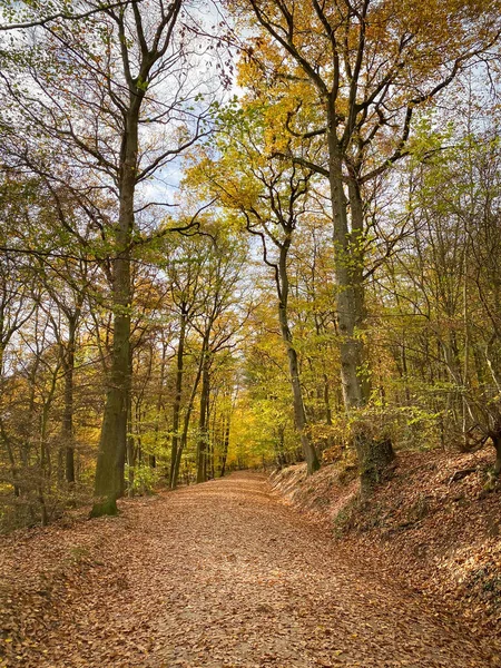 Sonbahar orman manzarası. Ağaçların arasından geçen yol. Yerde yemyeşil yapraklar var.