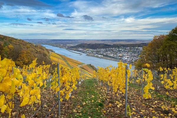 Niederwald Anıtı yakınlarında Ren Nehri, Rheingau ve Rheinhessen manzarası, sarı sonbahar renklerinde üzüm bağıyla Almanya