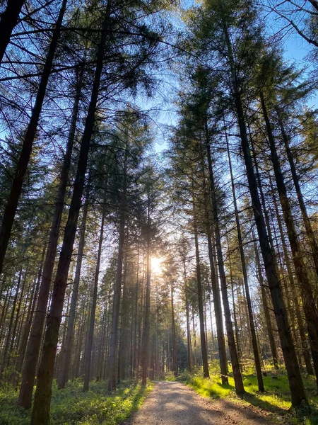 Chemin Pédestre Dans Forêt Allemagne Printemps — Photo