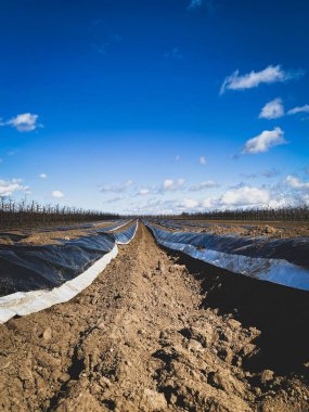 Almanya 'nın Mainz yakınlarındaki kuşkonmaz tarlasında yeni sezonun düşük açılı görüntüsü bulutlu mavi gökyüzüne karşı plastik filmlerle kaplı.