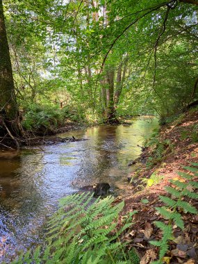 Almanya 'da Derebeyi Ormanı' nda yaz mevsiminde
